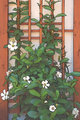 White Mandevilla