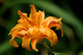 Double Decker Orange Lily
