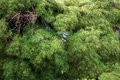 Japanese Maple 1: Little Blur
