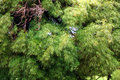 Japanese Maple 2: A Bit More Blur