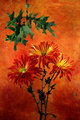Red Rovers by Oak Leaves and Acorn