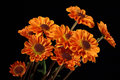 A Few More Mums
