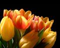 Yellow and Varigate Tulips