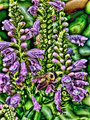 Bumble on Foxglove