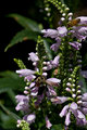 Bee Buffet