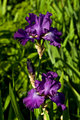 Iris 08-01