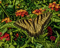 Swallowtail on Lantana
