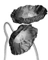 Papaver nudicaule II