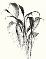 Globba Zelropa