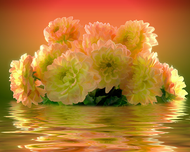 Dahlias