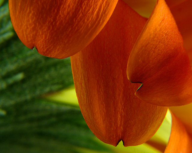 Petal Abstract II
