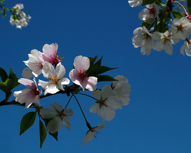 Cherry Blossoms