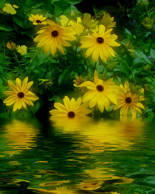 Dreamy Susans
