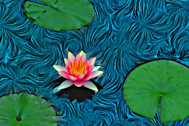 Lily and Three Pads (12x8)