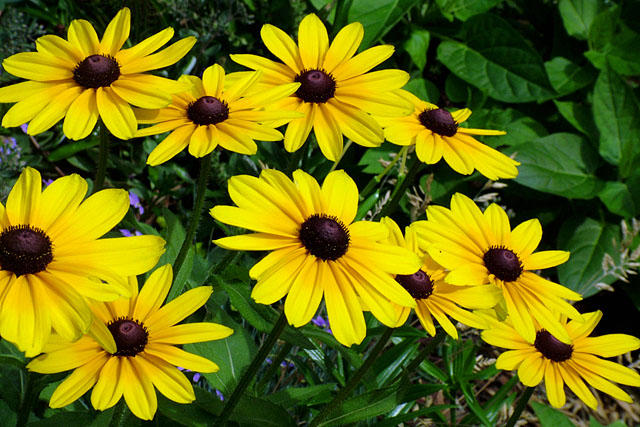 BrownEyedSusans.jpg