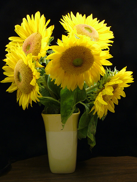 Five Sunflowers in a Vase