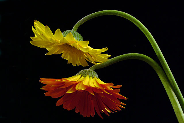 Arabesque