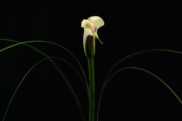 Principessa