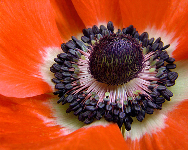 Anemone V