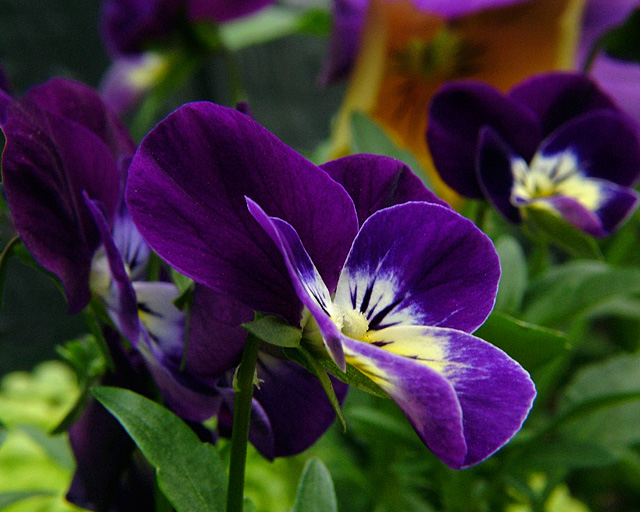 Pansies II