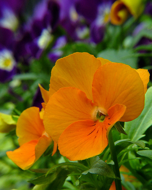 Pansies I
