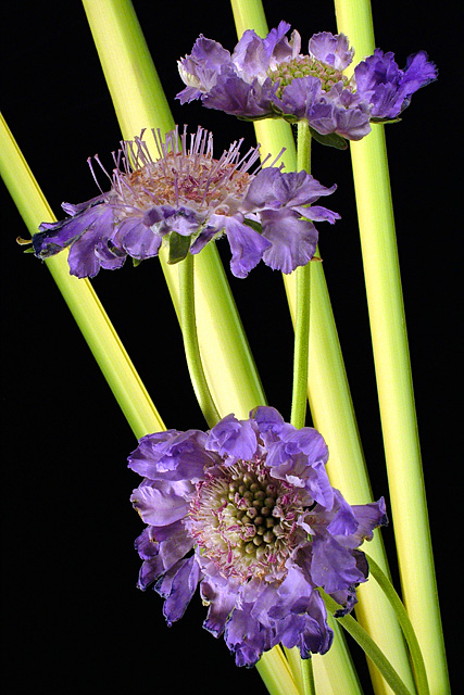 Scabiosa and Palms