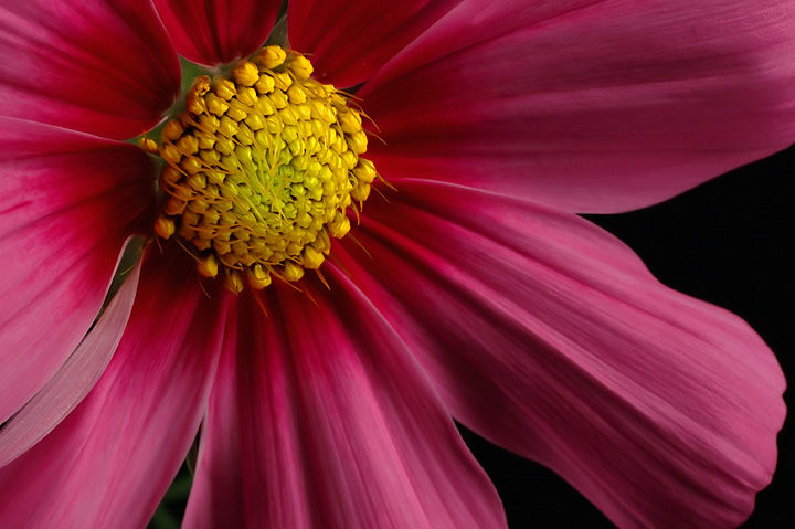 Cosmos II