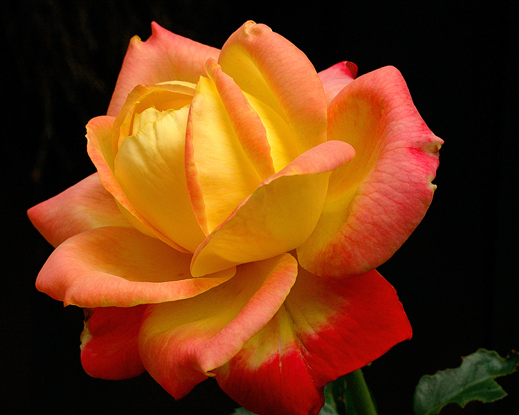A Rose of Many Hues