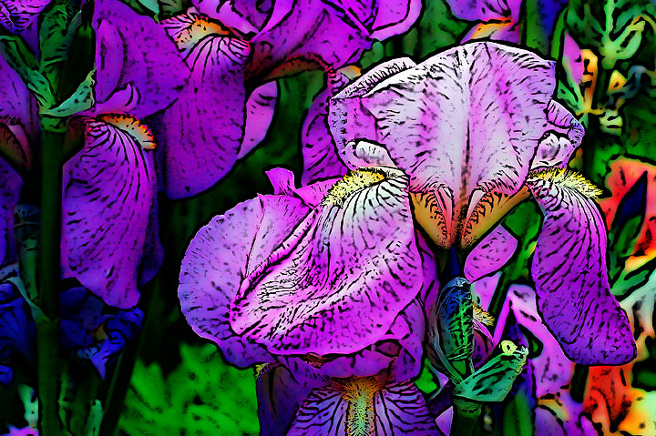 Elaine Irises II