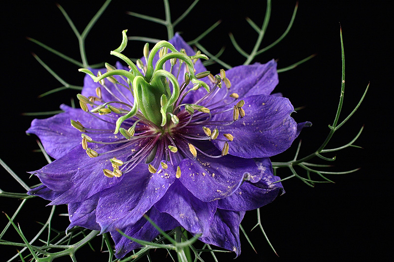 Love-in-a-Mist