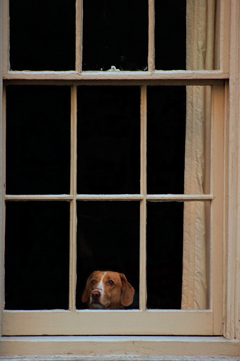 Watch Dog