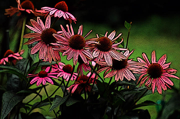 Pink Coneflowers