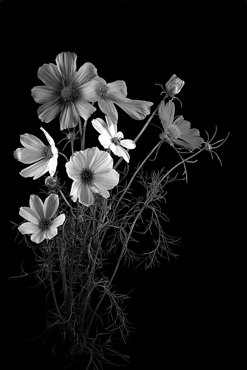Cosmos Bouquet