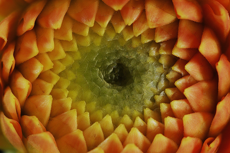 Dahlia Eye