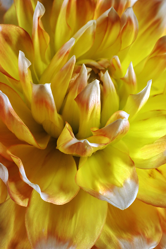 Francine's Dahlia