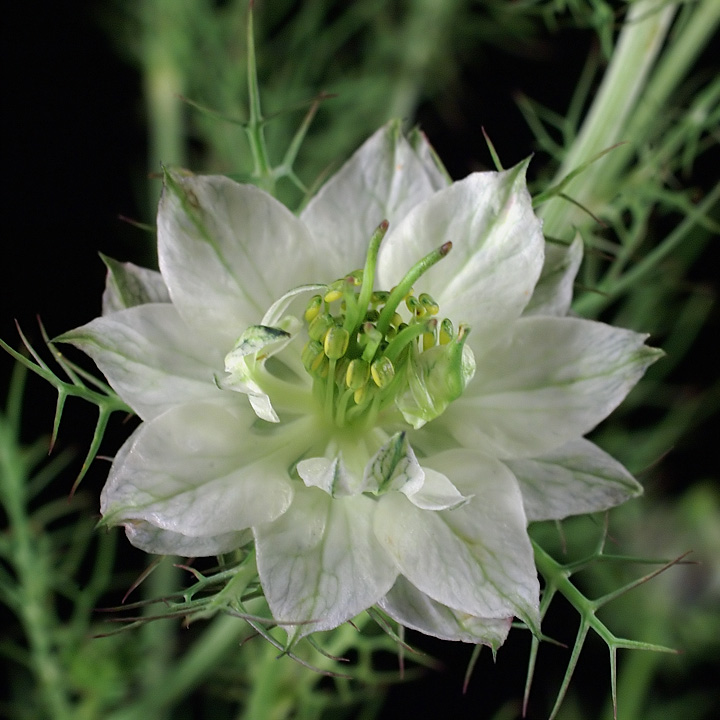 White Nigella