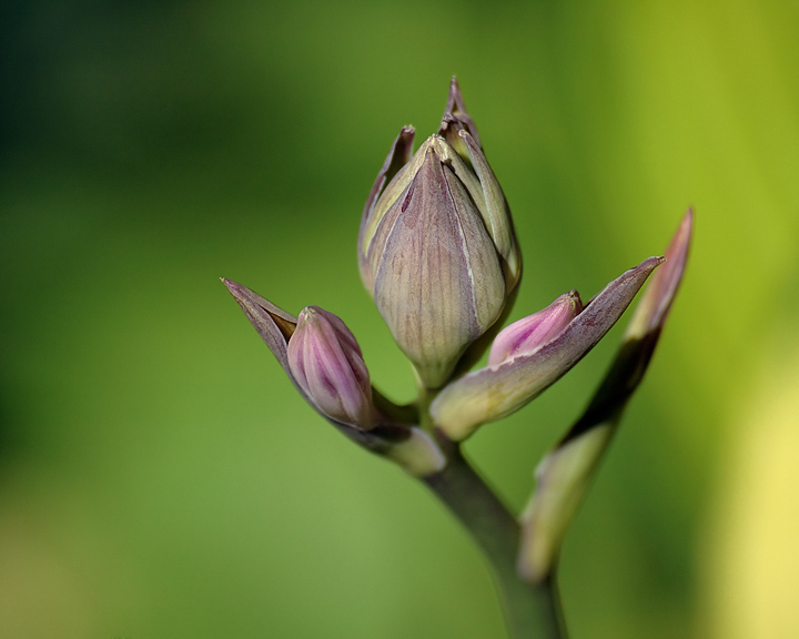 The Last Hosta