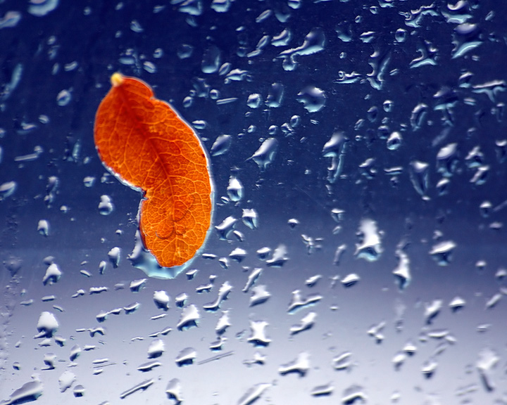 A Leaf in the Rain II