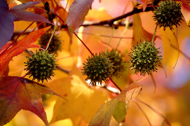 Seeds and Leaves