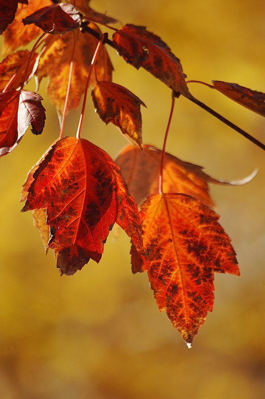 Red and Gold