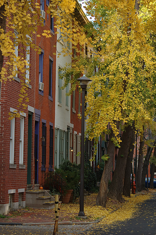 Fall on Van Pelt Street Orig Resize