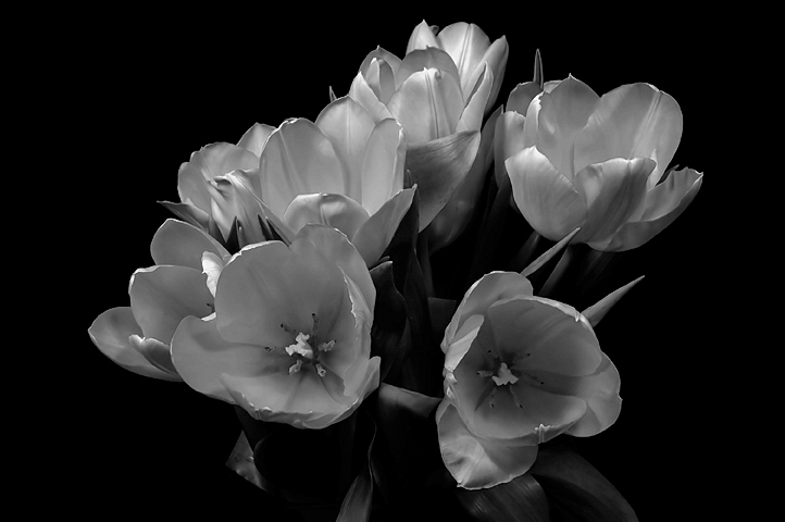 Tulip Bouquet IV