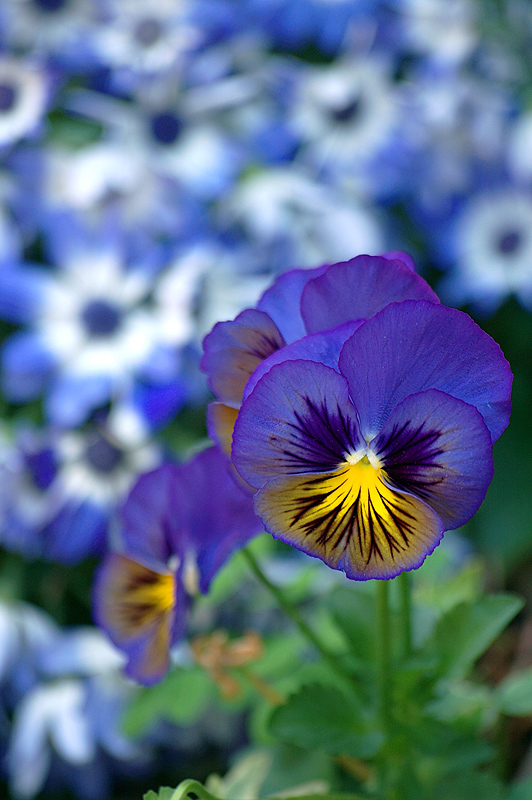 Cool Spring