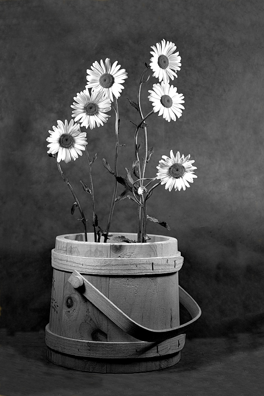 Daisies in a Bucket