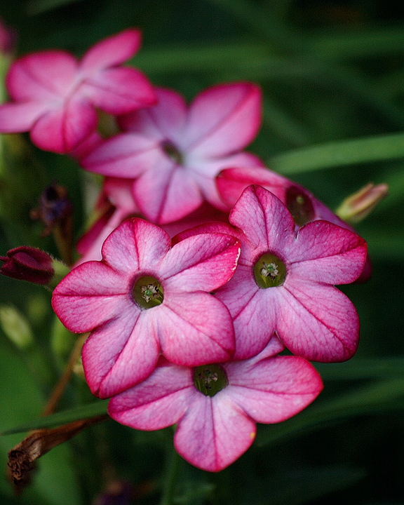 Pink on Green