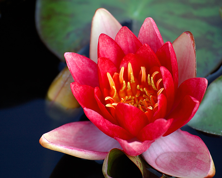 Red Water Lily