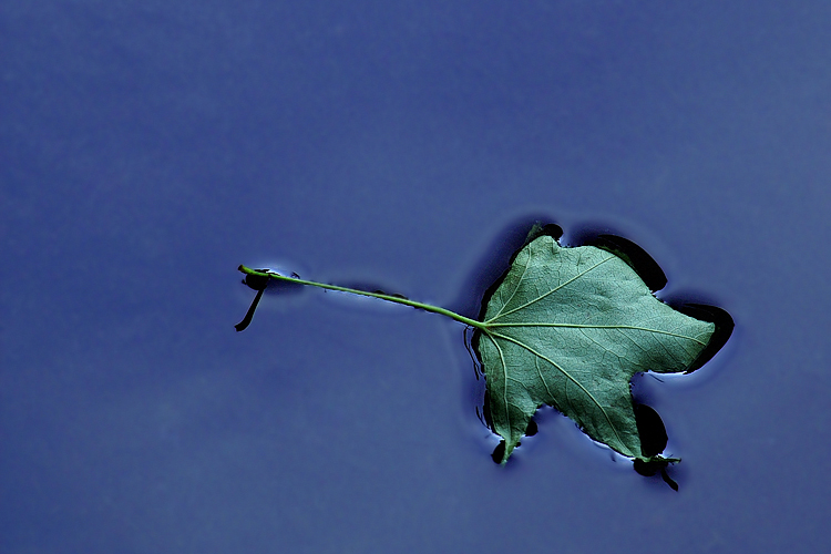 Floating 8x12