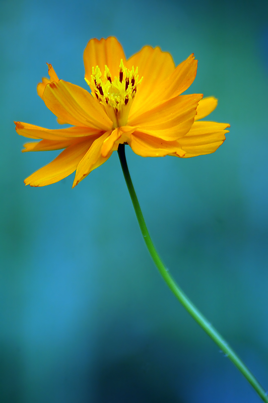 Sulphur Cosmos