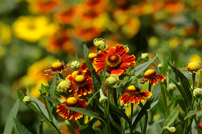 Firewheel Dream