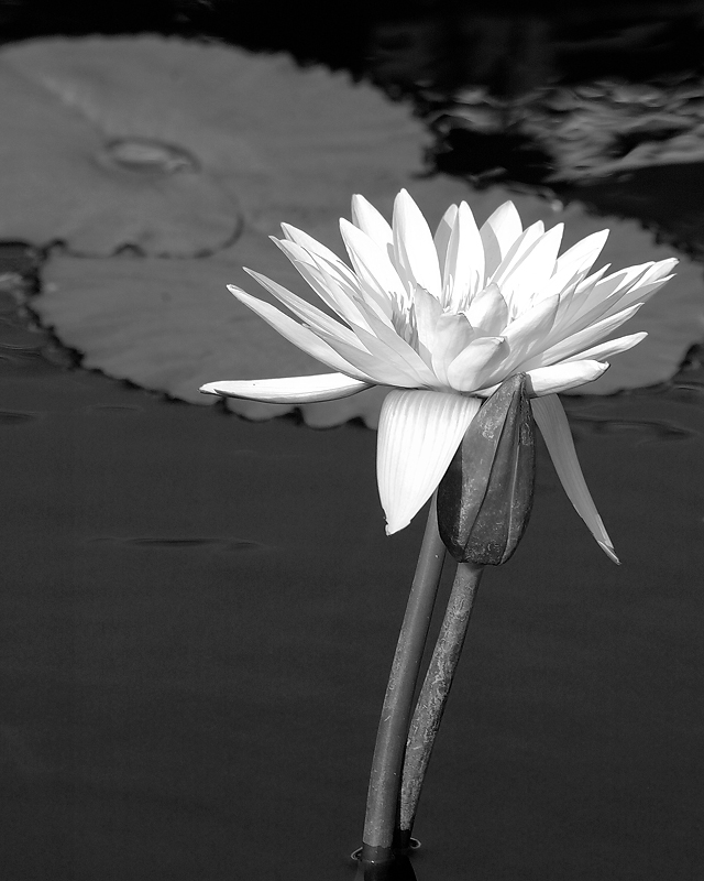 Bud, Bloom and Pads